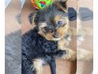 Yorkshire Terrier PUPPY FOR SALE ADN-393396 - Yorkie Royalty