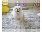 Maltese PUPPY FOR SALE ADN-393235 - Maltese Pup