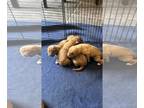 Dogue de Bordeaux PUPPY FOR SALE ADN-393088 - French Mastiff Pups
