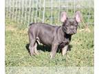 French Bulldog PUPPY FOR SALE ADN-393567 - Male French bulldog