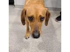 Adopt Bella 2 a Redbone Coonhound