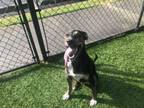 Adopt FELIX a Black and Tan Coonhound