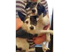 Adopt Doron a Jack Russell Terrier