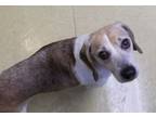 Adopt Farley a Beagle