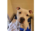 Adopt Snow a Pit Bull Terrier