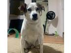 Adopt Charlie a Jack Russell Terrier, Mixed Breed