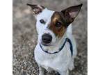 Adopt Riley a Mixed Breed, Terrier