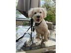 Adopt Russell (Cuddle Bug) a Poodle, Maltipoo