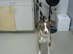 Adopt RUDOLPH a Catahoula Leopard Dog, Mixed Breed