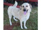 Adopt IGGLY 384665 a Great Pyrenees