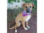 Adopt DIXIE 385177 SweetheartPup! a Black Mouth Cur
