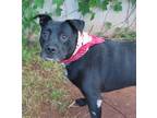 Adopt TONY 385180 a Black Labrador Retriever, Pit Bull Terrier