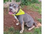 Adopt TYPHLOSION 384286 a Pit Bull Terrier