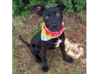 Adopt BAYLEEF 384277 Only17Pounds! a Black Labrador Retriever, Terrier