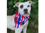 Adopt SHUCKLE 384556 a Pit Bull Terrier