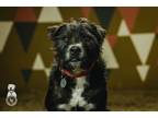Adopt Reggie a German Wirehaired Pointer, Scottish Deerhound