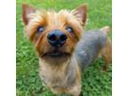 Adopt Theodore a Yorkshire Terrier