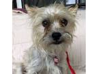 Adopt Chex a Yorkshire Terrier