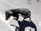 Adopt A593056 a German Shepherd Dog, Mixed Breed