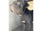 Adopt A639742 a Pit Bull Terrier
