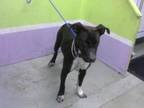 Adopt FREEDOM a Staffordshire Bull Terrier, Mixed Breed