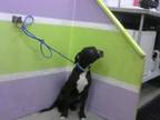 Adopt NANI a Staffordshire Bull Terrier, Mixed Breed