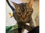 Adopt Timber a American Shorthair