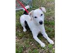 Adopt Clayton a Jack Russell Terrier