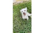 Adopt *JOJO a White Rat Terrier / Mixed dog in Sugar Land, TX (34799001)