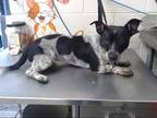 Adopt ORLIE a Black - with White Jack Russell Terrier / Australian Cattle Dog /