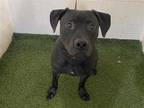 Adopt a Black Labrador Retriever / Mixed dog in Winter Haven, FL (34799969)