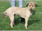 Adopt April (Photos 4/15/2022) a Tan/Yellow/Fawn Goldendoodle / Mixed dog in