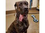 Adopt Baby Girl a Brindle Great Dane / Mastiff / Mixed dog in Asheville