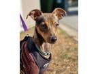 Adopt King a Miniature Pinscher / Whippet / Mixed dog in Novato, CA (34799676)