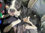 Adopt LITTLEFOOT a Black - with White Mastiff / Mixed dog in Texas City