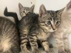 Adopt GRENACHE a Brown Tabby Domestic Shorthair / Mixed (short coat) cat in