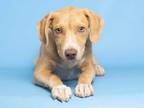 Adopt BAKER BOY a Tan/Yellow/Fawn - with White Labrador Retriever / Mixed dog in