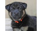 Adopt Karma a Black German Shepherd Dog / Mixed dog in Austin, TX (34799437)