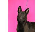 Adopt Dodger a Black German Shepherd Dog / Mixed dog in Bristol, IN (34799286)