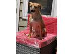 Adopt Rose a Brown/Chocolate - with White German Shepherd Dog / American Pit