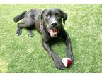 Adopt a Black - with White Labrador Retriever / Mixed dog in Moreno Valley
