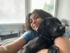 Adopt Charlie Mae a Black Labrador Retriever / Brittany / Mixed dog in