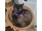Adopt Dublin a All Black Domestic Shorthair / Mixed cat in Titusville
