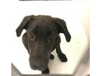 Adopt a Black Labrador Retriever / Mixed dog in Conroe, TX (34798966)