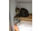 Adopt KYLE a Brown Tabby Domestic Shorthair / Mixed (short coat) cat in Newton