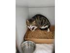 Adopt KENDAL a Brown Tabby Domestic Shorthair / Mixed (short coat) cat in