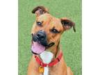 Adopt Rocket a Brown/Chocolate Boxer / Mixed dog in Cleveland, OH (34798590)