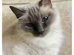 Adopt Miss Kitty a Cream or Ivory Burmese / Mixed (medium coat) cat in