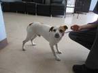 Adopt JACK JACK a White - with Brown or Chocolate Jack Russell Terrier / Mixed