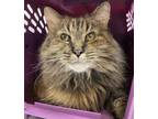 Adopt Max a Brown or Chocolate Domestic Longhair / Domestic Shorthair / Mixed